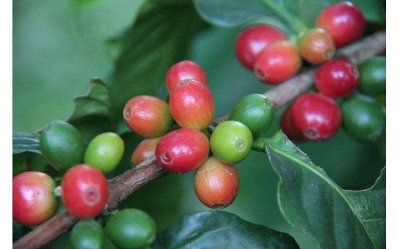 小粒咖啡：Coffea arabica L.