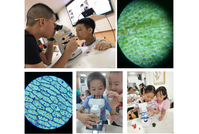 课程回顾|“小小科学家”系列公益课程——显微镜下的叶